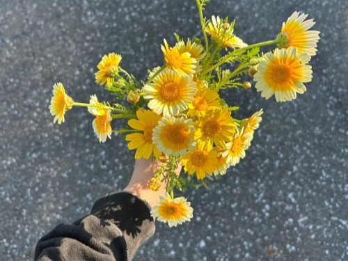 春菊の花